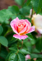 OPH Rose Garden